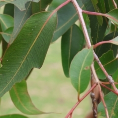 Corymbia maculata (Spotted Gum) at Wodonga - 30 Nov 2023 by KylieWaldon