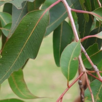 Corymbia maculata (Spotted Gum) at Valentina Gillard Park - 1 Dec 2023 by KylieWaldon