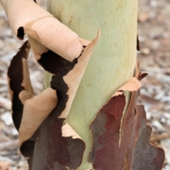 Corymbia maculata at Valentina Gillard Park - 1 Dec 2023