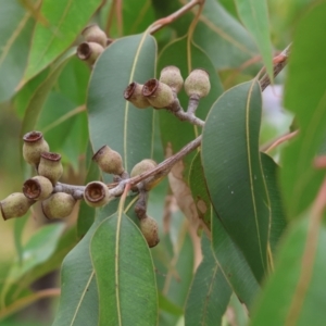 Corymbia maculata at Valentina Gillard Park - 1 Dec 2023