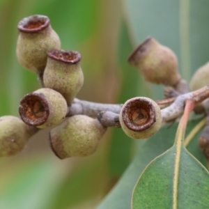 Corymbia maculata at Valentina Gillard Park - 1 Dec 2023