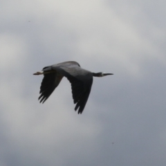 Egretta novaehollandiae (White-faced Heron) at Symonston, ACT - 2 Dec 2023 by RodDeb