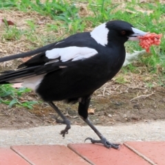 Gymnorhina tibicen (Australian Magpie) at Valentina Gillard Park - 1 Dec 2023 by KylieWaldon