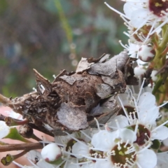 Psychidae (family) IMMATURE (Unidentified case moth or bagworm) at Kambah, ACT - 2 Dec 2023 by HelenCross