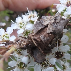 Psychidae (family) IMMATURE at Mount Taylor - 2 Dec 2023