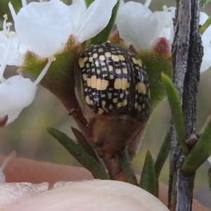 Paropsis pictipennis at Mount Taylor - 2 Dec 2023
