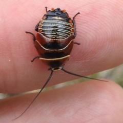 Ellipsidion australe (Austral Ellipsidion cockroach) at Kambah, ACT - 2 Dec 2023 by HelenCross