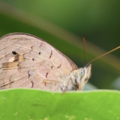 Heteronympha merope (Common Brown Butterfly) at Valentina Gillard Park - 30 Nov 2023 by KylieWaldon