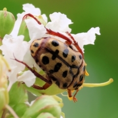 Neorrhina punctatum (Spotted flower chafer) at Wodonga - 1 Dec 2023 by KylieWaldon