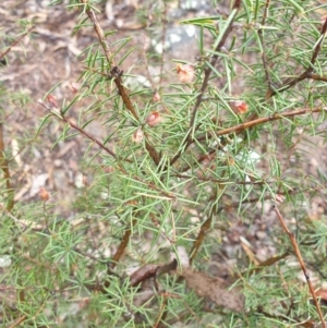 Dillwynia sieberi at Bullen Range - 2 Dec 2023 01:03 PM