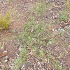 Dillwynia sieberi at Bullen Range - 2 Dec 2023 01:03 PM