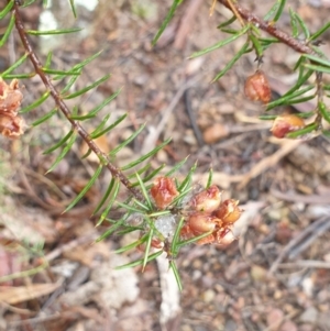 Dillwynia sieberi at Bullen Range - 2 Dec 2023 01:03 PM