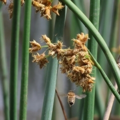 Apis mellifera (European honey bee) at Gordon Craig Park - 1 Dec 2023 by KylieWaldon