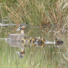 Anas superciliosa (Pacific Black Duck) at Lions Youth Haven - Westwood Farm - 2 Dec 2023 by HelenCross