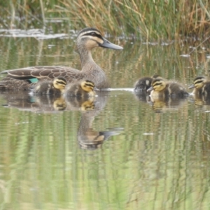 Anas superciliosa at Lions Youth Haven - Westwood Farm A.C.T. - 2 Dec 2023