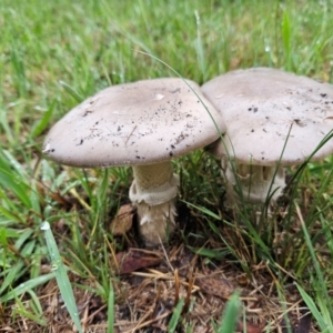 Amanita sp. at QPRC LGA - 2 Dec 2023 08:16 AM