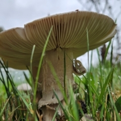 Amanita sp. at QPRC LGA - 2 Dec 2023