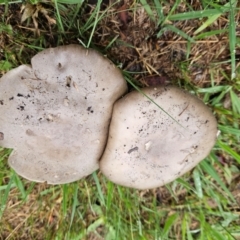 Amanita sp. at QPRC LGA - 2 Dec 2023