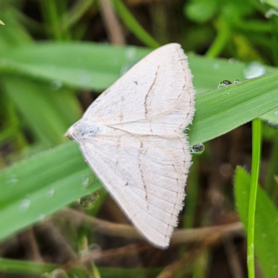 Taxeotis endela (Looper or geometer moth) at QPRC LGA - 1 Dec 2023 by MatthewFrawley