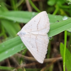Taxeotis endela (Looper or geometer moth) at QPRC LGA - 1 Dec 2023 by MatthewFrawley