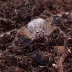 Neosparassus calligaster at Cantor Crescent Woodland, Higgins - 2 Dec 2023 11:44 AM