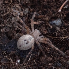 Neosparassus calligaster at Cantor Crescent Woodland, Higgins - 2 Dec 2023 11:44 AM