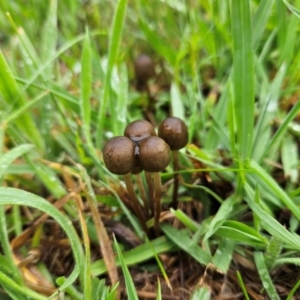 Unidentified Cap on a stem; gills below cap [mushrooms or mushroom-like] at suppressed by MatthewFrawley