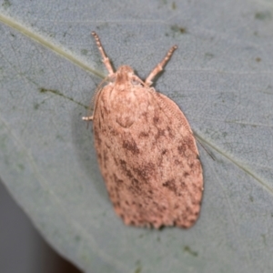 Garrha repandula at Holt, ACT - 1 Dec 2023