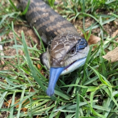 Tiliqua scincoides scincoides (Eastern Blue-tongue) at Braidwood, NSW - 2 Dec 2023 by MatthewFrawley