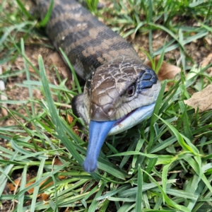 Tiliqua scincoides scincoides at QPRC LGA - 2 Dec 2023 12:56 PM