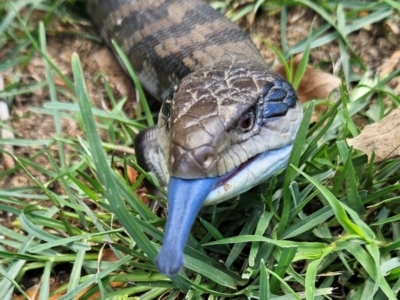 Tiliqua scincoides scincoides (Eastern Blue-tongue) at QPRC LGA - 2 Dec 2023 by MatthewFrawley