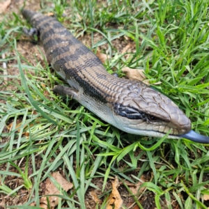 Tiliqua scincoides scincoides at QPRC LGA - 2 Dec 2023 12:56 PM