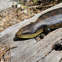 Tiliqua scincoides scincoides (Eastern Blue-tongue) at Braidwood, NSW - 2 Dec 2023 by MatthewFrawley