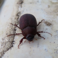 Sericesthis nigrolineata (Dusky pasture scarab) at Braidwood, NSW - 2 Dec 2023 by MatthewFrawley