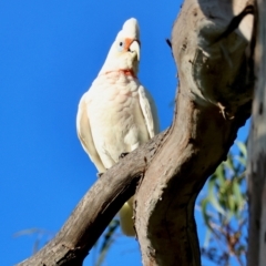 Cacatua tenuirostris (Long-billed Corella) at Hughes, ACT - 2 Dec 2023 by LisaH