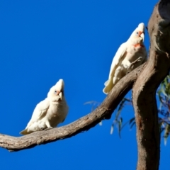 Cacatua tenuirostris at Hughes, ACT - 2 Dec 2023 06:43 PM