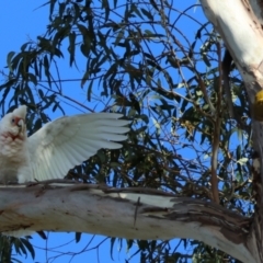 Cacatua tenuirostris at Hughes, ACT - 2 Dec 2023 06:43 PM