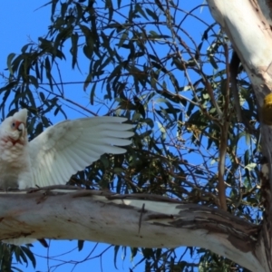 Cacatua tenuirostris at Hughes, ACT - 2 Dec 2023 06:43 PM