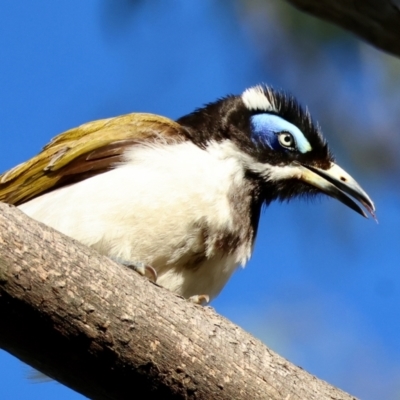 Entomyzon cyanotis (Blue-faced Honeyeater) at Hughes, ACT - 2 Dec 2023 by LisaH