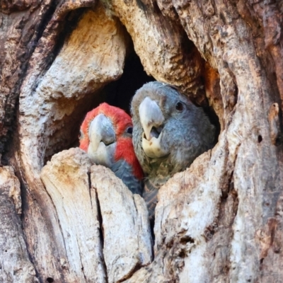 Callocephalon fimbriatum (Gang-gang Cockatoo) at Hughes, ACT - 2 Dec 2023 by LisaH