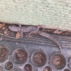 Christinus marmoratus (Southern Marbled Gecko) at Curtin, ACT - 4 Apr 2023 by iancurtin