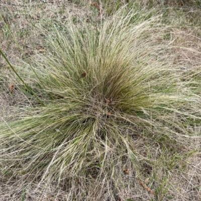 Nassella trichotoma (Serrated Tussock) at Bruce Ridge to Gossan Hill - 2 Dec 2023 by JVR