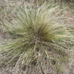 Nassella trichotoma (Serrated Tussock) at Bruce, ACT - 2 Dec 2023 by JVR