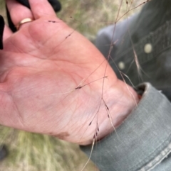 Nassella trichotoma at Gossan Hill - 2 Dec 2023