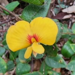 Platylobium formosum (Handsome Flat Pea) at Northbridge, NSW - 2 Dec 2023 by Steve818