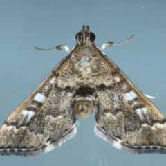 Nacoleia rhoeoalis (A Crambid moth (Spilomelinae) at Ainslie, ACT - 20 Nov 2023 by jb2602