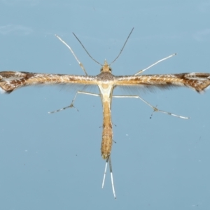 Sinpunctiptilia emissalis at Ainslie, ACT - 20 Nov 2023