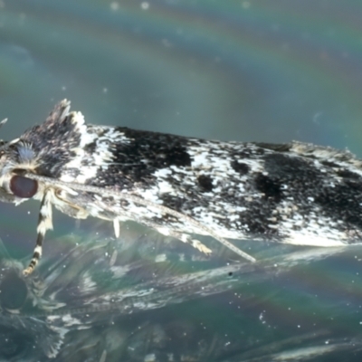 Barea confusella (A Concealer moth) at Ainslie, ACT - 20 Nov 2023 by jb2602