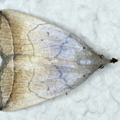 Simplicia armatalis (Crescent Moth) at Ainslie, ACT - 20 Nov 2023 by jb2602