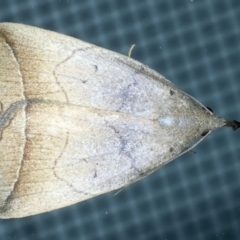 Simplicia armatalis at Ainslie, ACT - 20 Nov 2023 09:21 PM